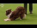 heelwork to music international winner fjurdyhoeve flynn crufts 2013