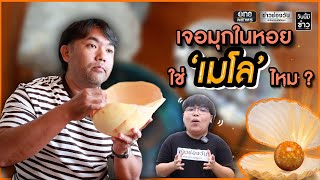 เจอไข่มุกในหอย ใช่ 'มุกเมโล' จริงไหม ขายได้เป็นล้านจริงหรือเปล่า? | วันนี้มีข่าว | สำนักข่าววันนิวส์