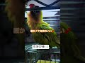 毛繕い u0026日光浴で気持ち良さ全開のインコ🛀 コザクラインコのジル u0026ボタンインコのひま🐥💕 birds lovebirds インコ やさしい気持ち