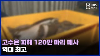 고수온 피해 120만 마리 폐사.. 역대 최고 / JIBS /제주/2024.09.11