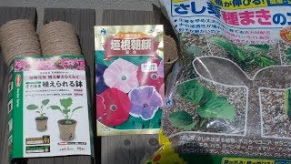 kimie gangi １年生の生活科「ジフィーポットであさがおのたねまき」連休明け 植え替え簡単