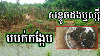 ដើរថត តាពាស/យកសន្ទូចដងឬស្សី បបក់កង្កែប