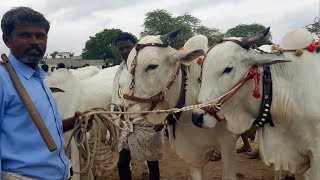 దేవరకద్ర సంతలో మేలురకం సేద్యపు ఎద్దుల రేటు-devarakadra oxen prices Mahabub nagar district telangana