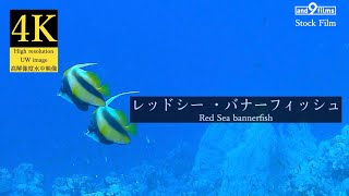 【4K 水中映像】レッドシー ・バナーフィッシュ / Red Sea bannerfish / Heniochus intermedius