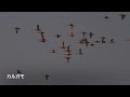 ギター日記　今日の野鳥　・　渡良瀬遊水地　2023年7月11日