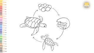 Life Cycle of a Turtle diagram easy | HOW TO DRAW  Life Cycle of a Turtle diagram step by step