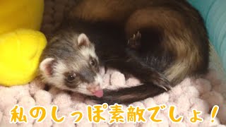 やたらと尻尾に執着するフェレット 【Cheerful ferret】ferret#85