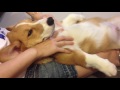 【マッサージ】をされる犬。めっちゃ可愛いです。