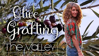 Grafting EASILY olive trees! All you need to know | Italy