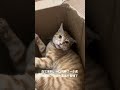 我要怎么跟它解释 那只是一个虎皮面包 不是一只小橘猫 橘猫 沙雕猫咪