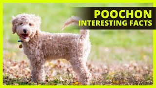 POOCHON BREED 101 | What you need to know about the Poochon breed