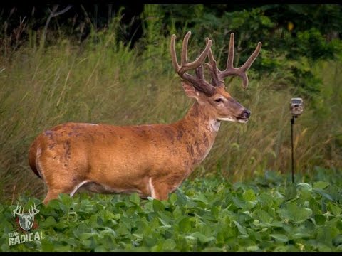 Velvet Whitetail Deer Closeup Youtube