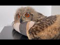 328 抜けた羽を楽しむフクロウ owl enjoyed his shed feather 【ベンガルワシミミズク】