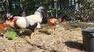 Tarasco Grey with some Tarasco Round Head Brunner pullets