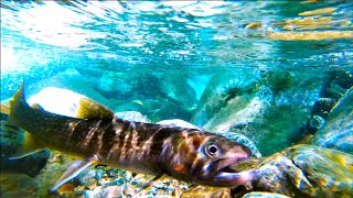 【渓流釣り】小さなポイントからまさかの大物が飛び出す！源流釣行