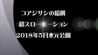 コアジサシ給餌2超スローモーション