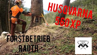 Holzfällen mit Hubmann unterstützung