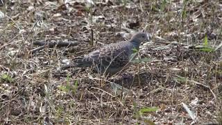 [4K] 野鳥：キジバトの番／ＨＴ公園