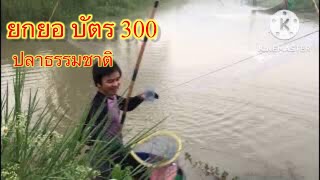 Fishing ยกยอ หาปลา  บ่อในนาธรรมชาติ บ้านทับกุมารทอง ท่าข้าวเปลือก เเม่จัน เชียงราย บัตร300 EP.12