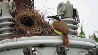 Great Kiskadee (Pitangus sulphuratus) Preening and Sitting in Nest