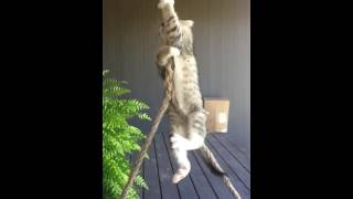 Cute kitten Hang in there!