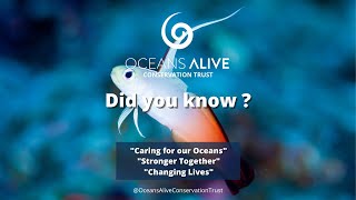 Fire Goby | Did You Know ? | Oceans Alive Conservation Trust