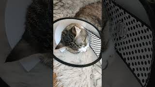 قطتي بعد عملية التعقيم My cat after the operation #shorts