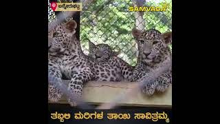 ಅನಾಥ ಚಿರತೆ ಮರಿಗಳ ತಾಯಿ ಸಾವಿತ್ರಮ್ಮ