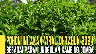 Pohon Ini Akan Viral di Tahun 2024 Sebagai Pakan Unggulan Kambing Domba