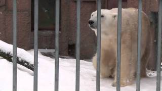 ホッキョクグマ デナリとキャンディの同居状況~Polar Bears