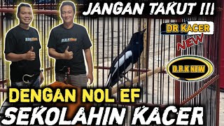 YOK LIHAT !! EFEK NO EF UNTUK KACER INI | DR KACER TERBARU