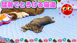 猛暑で溶ける猫達が可愛すぎた♡ #猫 #cat #保護猫