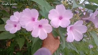 Ipomoea carnea flowers