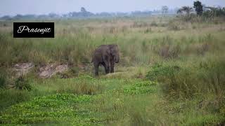 হাতিদের গল্প, লেন্সবন্দী করলেন শিক্ষক প্রবীর বর্মন