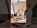 【ソロキャンプ 】テントと柴犬【shiba inu】 shorts