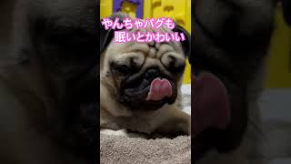 【パグ】いたずら好きパグも眠いと可愛い #pug #犬のいる生活 #パグ #愛犬