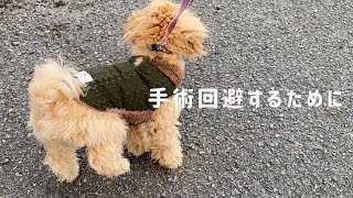 パテラの手術で悩んでいる方へ。手術以外にできる事。犬のリハビリ トレーニング