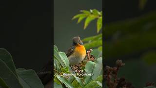 ムギマキ Mugimaki Flycatcher