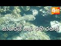 මුහුද යට ඉන්න රාක්ෂ සත්තු terrifying deep sea creatures  awata