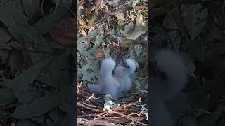 Elder eaglet want to eat first #eaglenest #birds #siblingsfight #wildlife #eagle