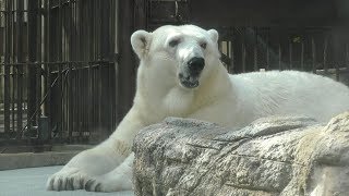 ホッキョクグマ「ピース」の誕生日会　愛媛・県立とべ動物園