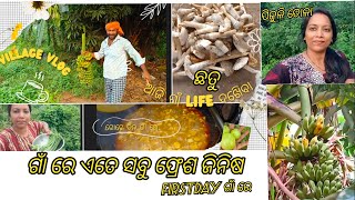 ଗାଁରେ ପ୍ରଥମ ଦିନ କେମିତି ରହିଲା ଆସନ୍ତୁ ଦେଖିବା l ସତରେ ଗାଁ ହେଉଛି ସ୍ୱର୍ଗ villagevlog