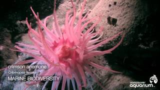 Spotlight on Howe Sound Marine Life: Anemones