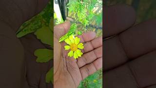 Cute flowers 💐🌹😚#floweringtree #musiclove #song #trendingsong #hindisong #virelshorts #saport #like