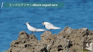 エリグロアジサシ/Black naped tern