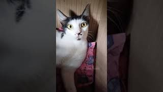 Cat Funny Video || #funnycatvideos