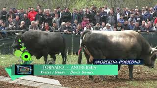 - ANOREKSIJA braće Bralića I TORNADO Vržine i Barana, DICMO KOKANI 2022