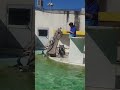 小樽水族館 言う事を聞かないペンギンショー