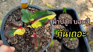 เริ่มหายหนาวเราก็ปลูกบอนสี|เบิดชัย บอนสี