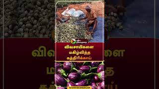 Brinjal Price hike at Andipatti market | #shorts | #madurai | #andipatti | #brinjal